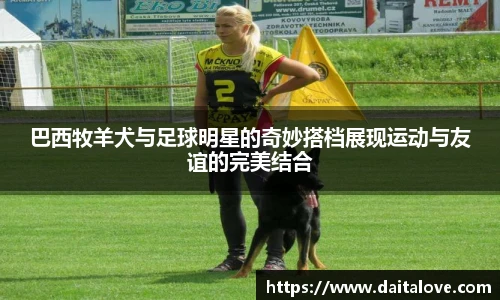 巴西牧羊犬与足球明星的奇妙搭档展现运动与友谊的完美结合